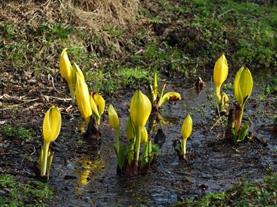 Lysichiton americanu - کلم بدبوی آمریکایی